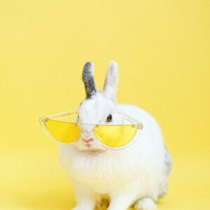 Dog Walking & Pet Sitting App