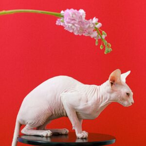 Veterinary Practice Management