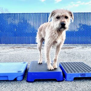 Dog Training Platform